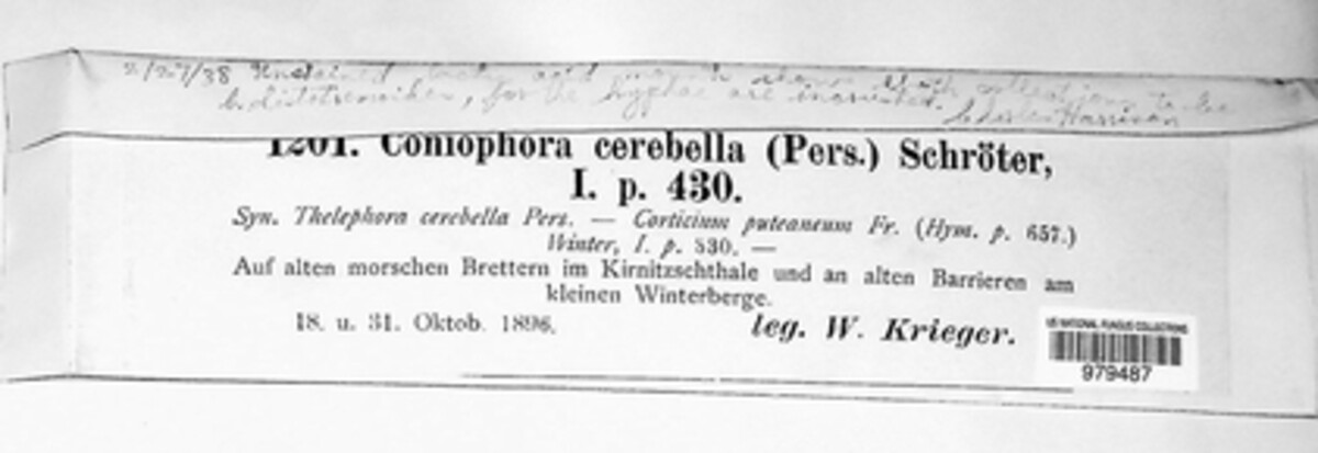 Coniophora puteana image